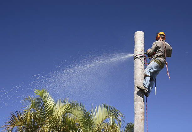 Best Commercial Tree Services  in Mcmurray, PA