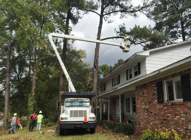 How Our Tree Care Process Works  in  Mcmurray, PA