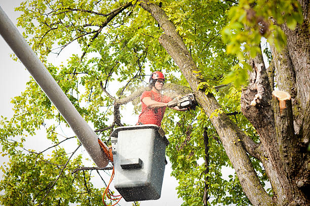 Reliable Mcmurray, PA Tree Services Solutions